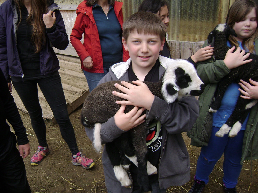 School kid holding lamb